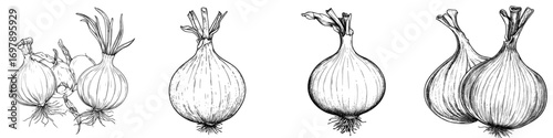 An entire onion bulb, a solitary vegetable root, is depicted in a sketch, showcasing its modern, unprocessed, and unpeeled state, complete with green leaves