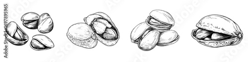 Isolated sketch of modern vegetarian snack, featuring pistachio nuts with and without their hard shells, along with leaves