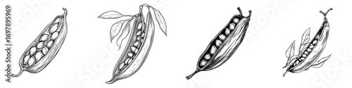 A sketch of isolated green legumes, including seeds and pea pods, represents modern vegetarian food, beans, and grains