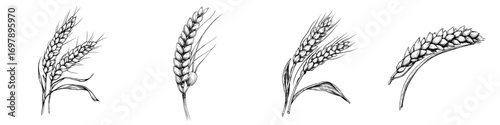 Modern bread plant, flour ingredient, dried whole grains, and golden grain spica isolated ears of wheat sketch