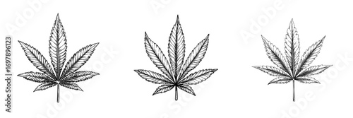 The image features a cannabis leaf rendered in a modern doodle style on a white background