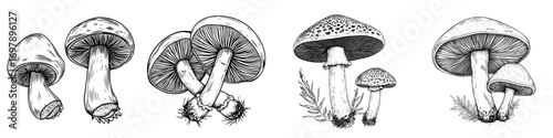 A modern doodle sketch of a champignon is isolated on a white background