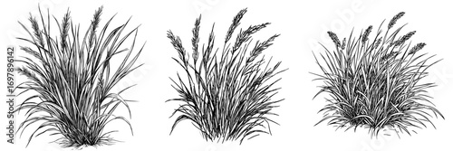 A grass sign is depicted in isolation on a white background in this modern illustration