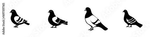 Minimalist black-and-white vector illustration of various pigeon silhouettes showcasing different postures and features