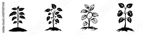Illustration of plant growth stages from seedling to fruit-bearing with minimalist black-and-white silhouettes