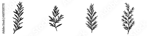 Elegant black-and-white vector illustration of simple rosemary sprigs in minimalist silhouette style