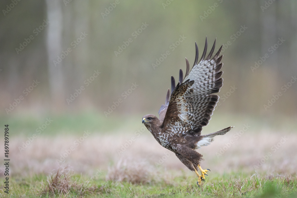 Fototapeta premium Common buzzard Buteo buteo in the fields, buzzards in natural habitat, hawk bird on the ground, predatory bird close up Poland Europe