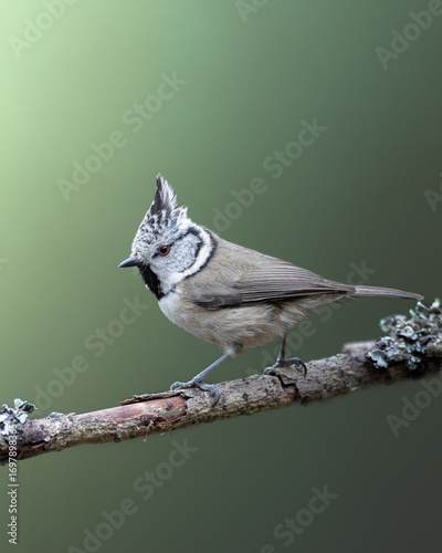 Bird Crested tit Lophophanes cristatus on forest puddle, photographed in horizontal, summer time, Poland Europe
