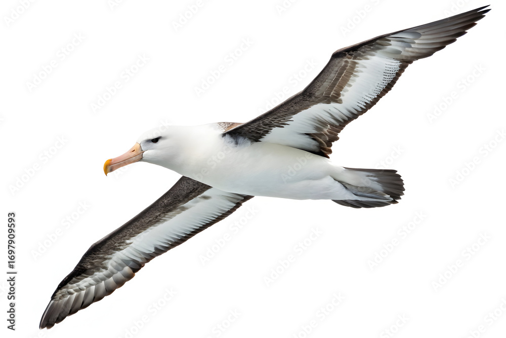 Obraz premium Flying Seagull Isolated on White Background