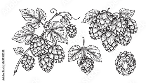 engraving vector set of hop with leaves