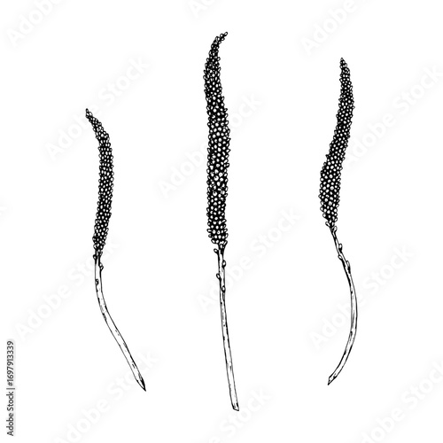 Vector illustration of plantain spikes Plantago major, showing elongated seed heads on slender stems, drawn in line style, perfect for apothecary labels, herbal tea packaging and eco product design