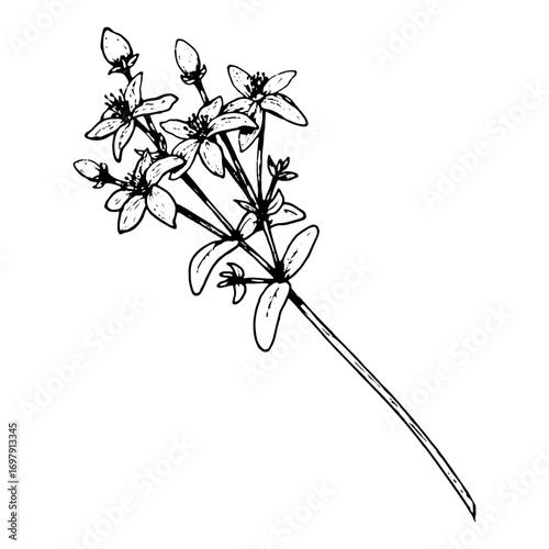 Hand drawn vector illustration of St John s wort Hypericum perforatum with stem, leaves and blooming flowers, made in line art, suitable for herbal tea labels, apothecary packaging, eco design