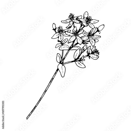 Hand drawn vector illustration of St John s wort flowers with delicate petals and clustered buds, created in botanical linework, ideal for herbal remedies, tea packaging, apothecary branding, eco