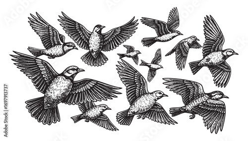 Flock of Birds Engraving Vector Illustration
