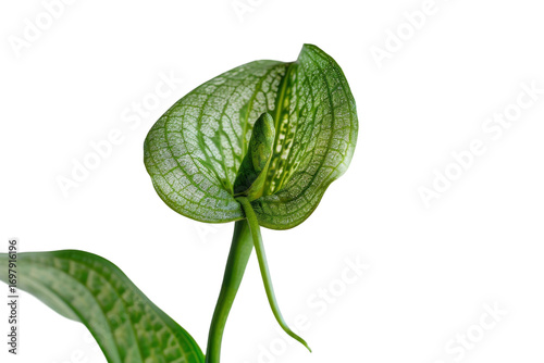 Green cobra lily pitcher plant shaped uniquely isolated background