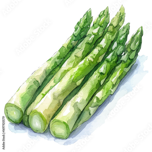 Asparagus, watercolor painting vector, isolated on a white background.