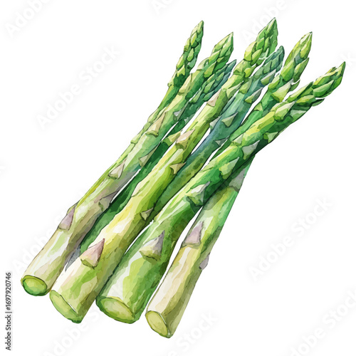 Asparagus, watercolor vector, isolated on a white background.