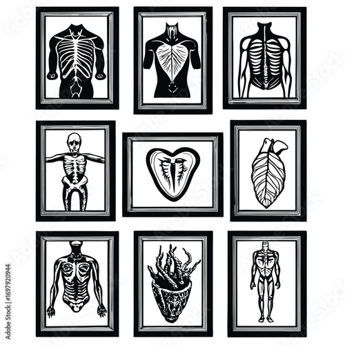 Anatomical illustrations of human body parts in black and white