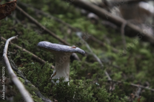 Mountain Hike in Dolomites Italy mountain perfect for climb 