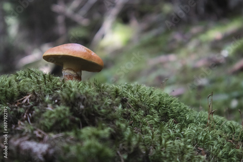 Mountain Hike in Dolomites Italy mountain perfect for climb 
