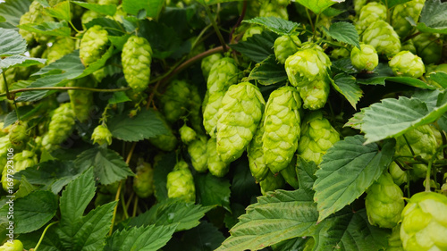 Common hop, Humulus lupulus green female flowers closeup selective focus