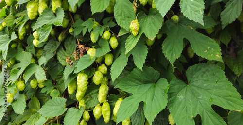 Common hop, Humulus lupulus green female flowers closeup selective focus
