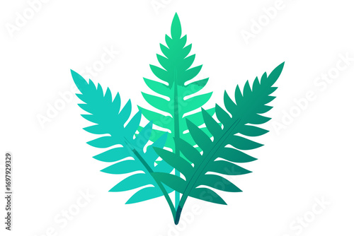 fern leaf isolated on white