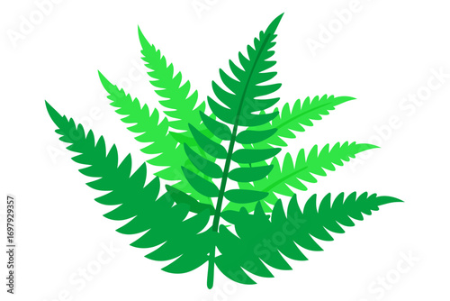 fern leaf isolated on white