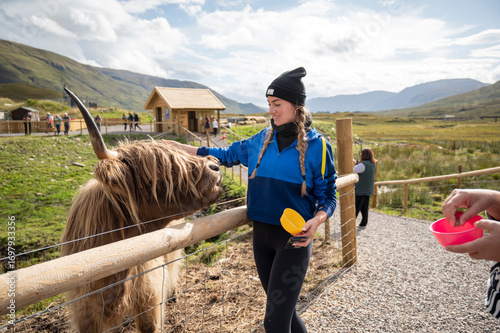 Teenager girl feeding a Highland cow on a rural farm in Scotland, enjoying nature and outdoor animal interaction