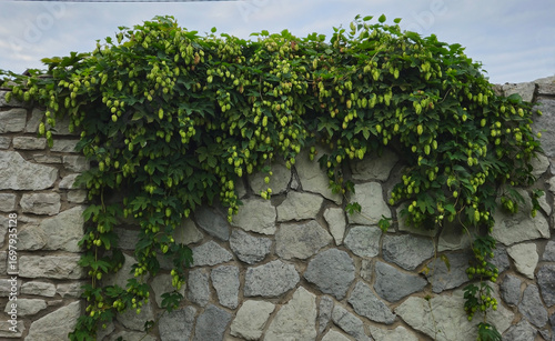 Hop branches as background, harvest, agriculture, green leaves, yellow hops, farm, brewery, noble