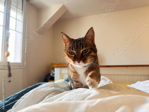 kitty walking on bed to her human in early morning