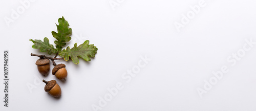 Branch with green oak tree leaves and acorns on colored background, close up top view