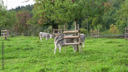 Herd of cows of breed Rätisches Grauvieh on meadow with orchard of farm at Swiss city of Zürich on a cloudy late summer morning. Movie shot September 11th, 2025, Zurich Schwamendingen, Switzerland.