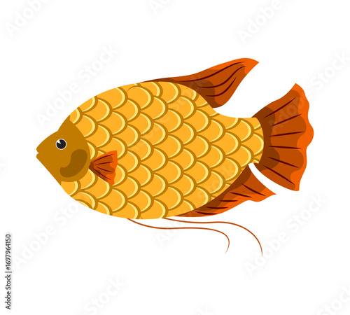 Carp vector illustration
