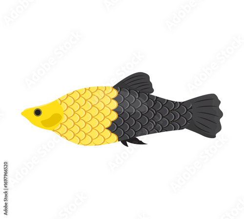 Molly fish vector illustration