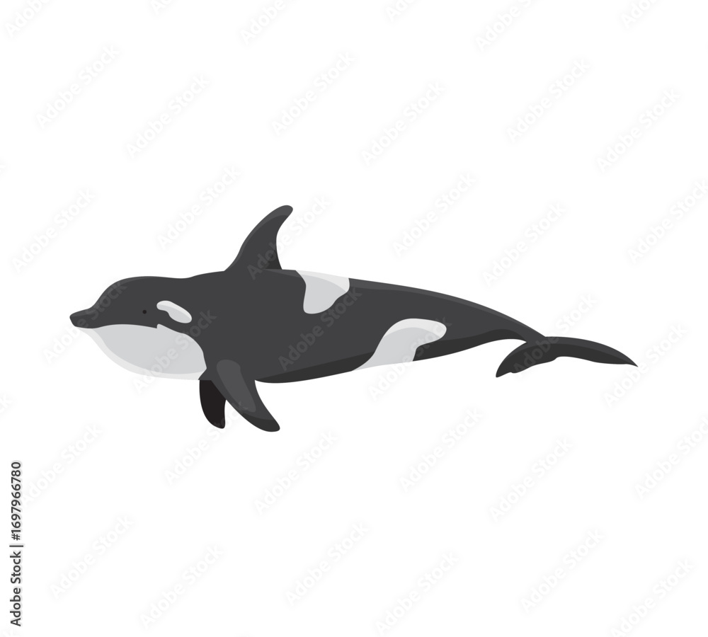 Fototapeta premium Orca vector illustration