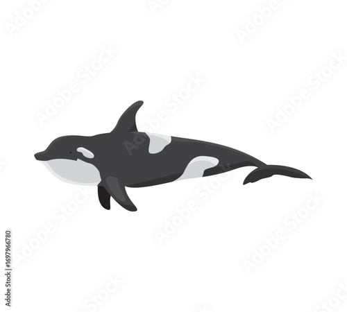 Orca vector illustration