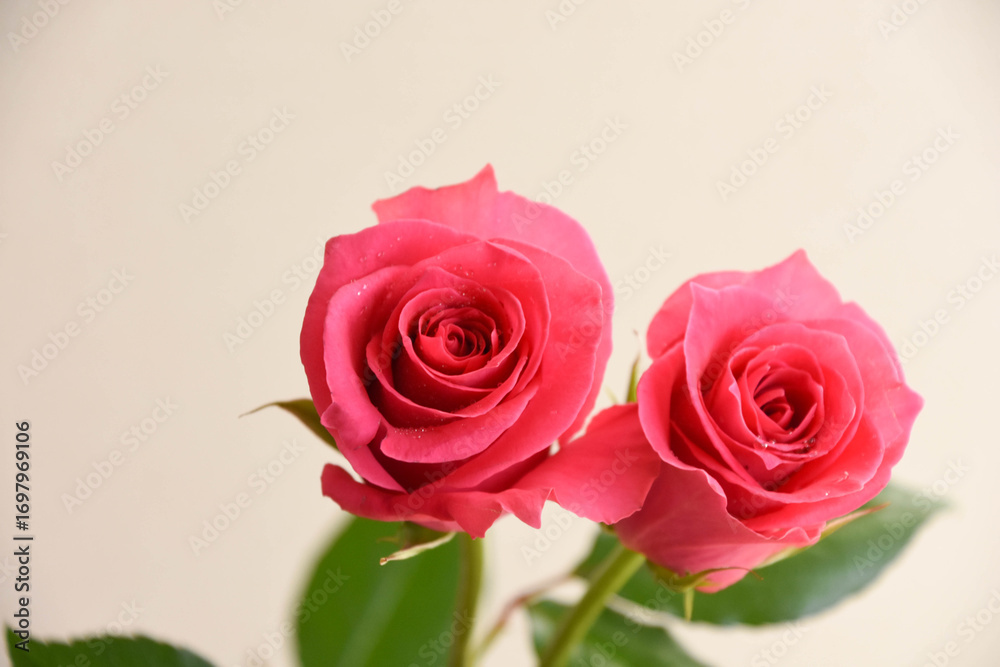 Fototapeta premium ピンクのばら