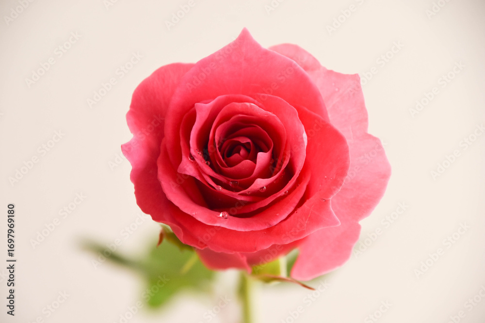 Fototapeta premium ピンクのばら