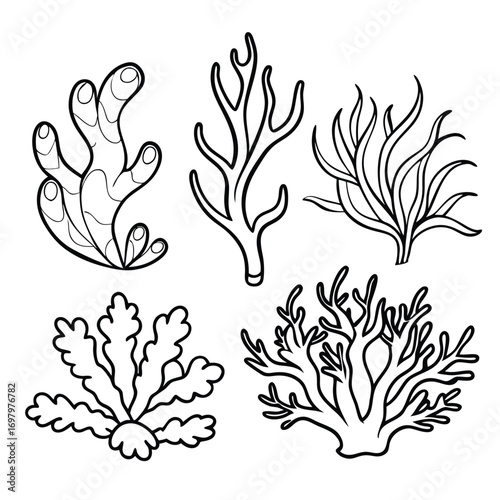 Black and white outline drawing of various types of underwater plants and seaweed.