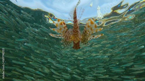 Close-up of Red Lionfish swim towards this huge school of Hardyhead Silversides Atherina. Bottom view of Lionfish swimming just below surface to Atherina`s cluster swims along shore at spawning run

