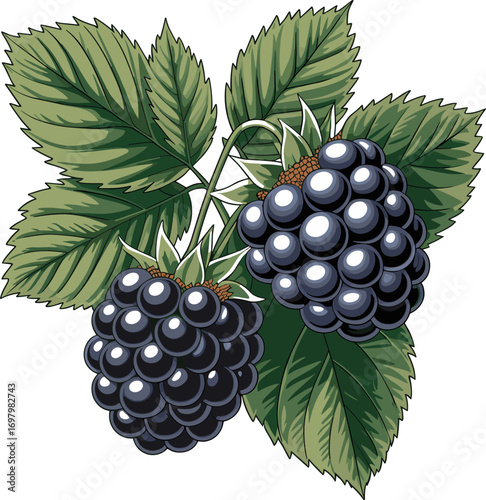 Two Ripe Blackberries Hanging from a Stem with Green Leaves in a Detailed Botanical Illustration Style for Food and Nature Enthusiasts