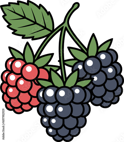 Freshly Picked Juicy Berries Featuring Ripe Raspberries and Dark Blackberries on a Sturdy Stem with Green Leaves