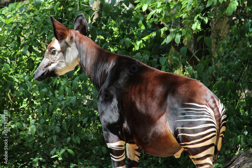 Photos okapi in a zoo in mulhouse in france