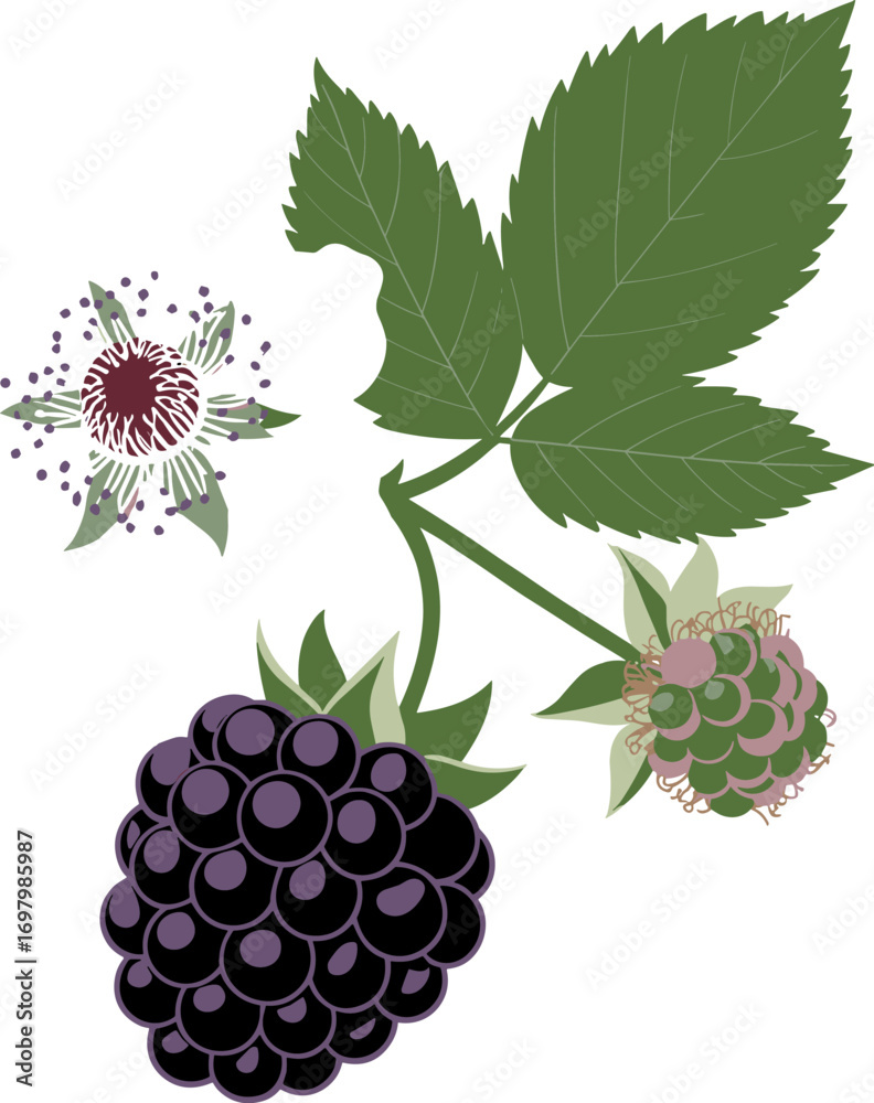 Obraz premium A Realistic Illustration of a Ripe Blackberry Fruit and Unripe Berry with Leaves and a Flower Detailed Representation of a Wild Bramble Plant Section