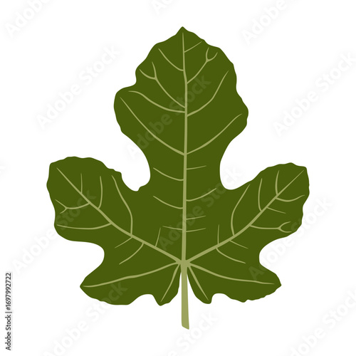 fig leaf vector