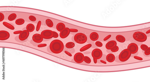 Blood cells flowing in vessel isolated on white background. Vector medical illustration. 