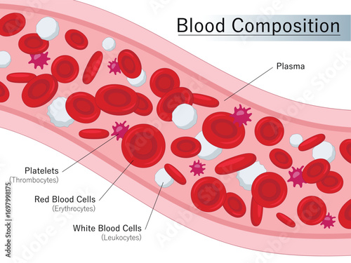 Human blood composition. Red blood cells, Platelets and White blood cells flowing in blood vessel. Medical illustration.