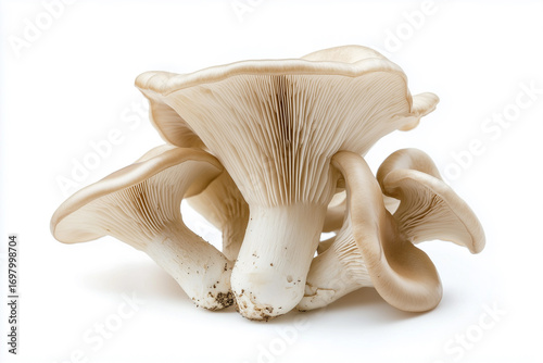 Flawless fresh ripe oyster mushrooms isolated on white background, generated AI
