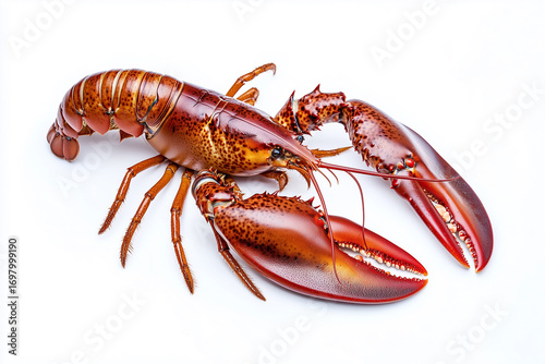 Flawless fresh whole lobster isolated on white background, generated AI